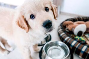 como ensenar a un cachorro a quedarse solo