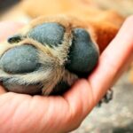 curar almohadilla de perro