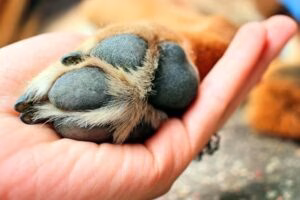 curar almohadilla de perro