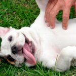 haciendo cosquillas a un perro