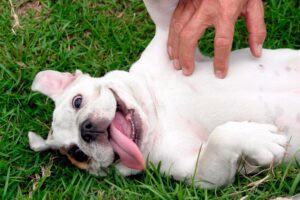 haciendo cosquillas a un perro