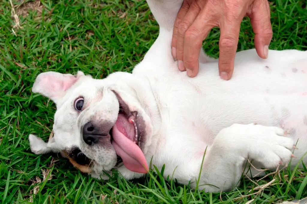 haciendo cosquillas a un perro