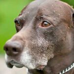 mosquitos molentando a un perro