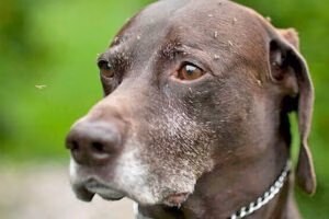 mosquitos molentando a un perro