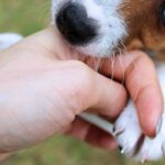 perro agrsivo mordiendo una mano