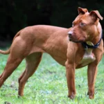 perro american pitbull terrier