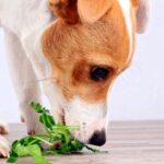 perro comiendo perejil