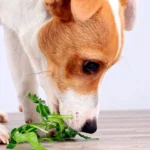 perro comiendo perejil