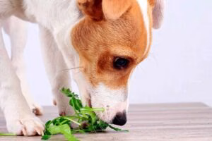 perro comiendo perejil