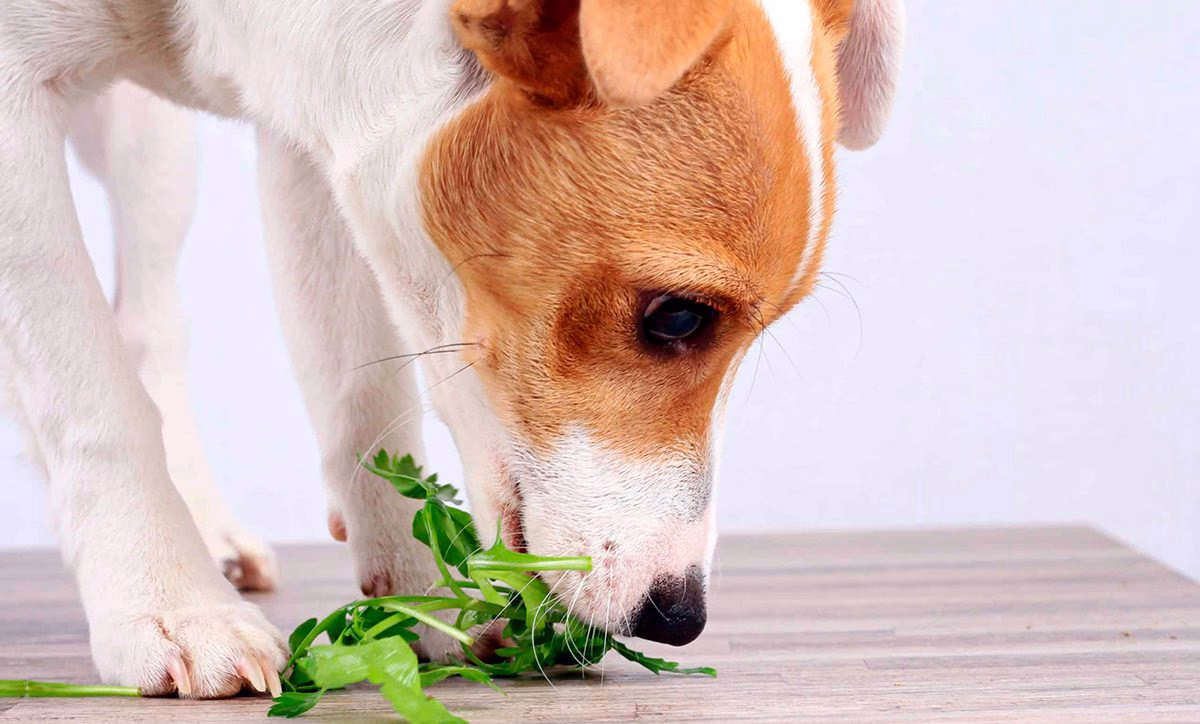 perro comiendo perejil