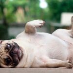 perro empachado
