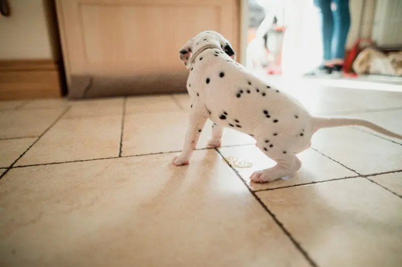 perro haciendo pipi en casa