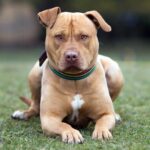 perro pitbull esperando una orden