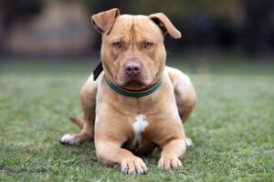 perro pitbull esperando una orden