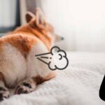 perro tirandose un pedo