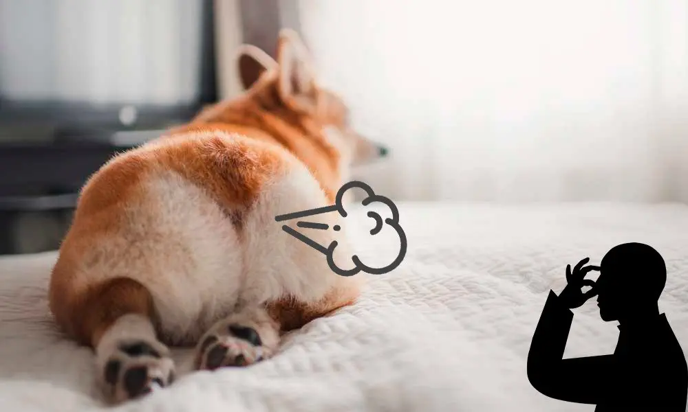 perro tirandose un pedo