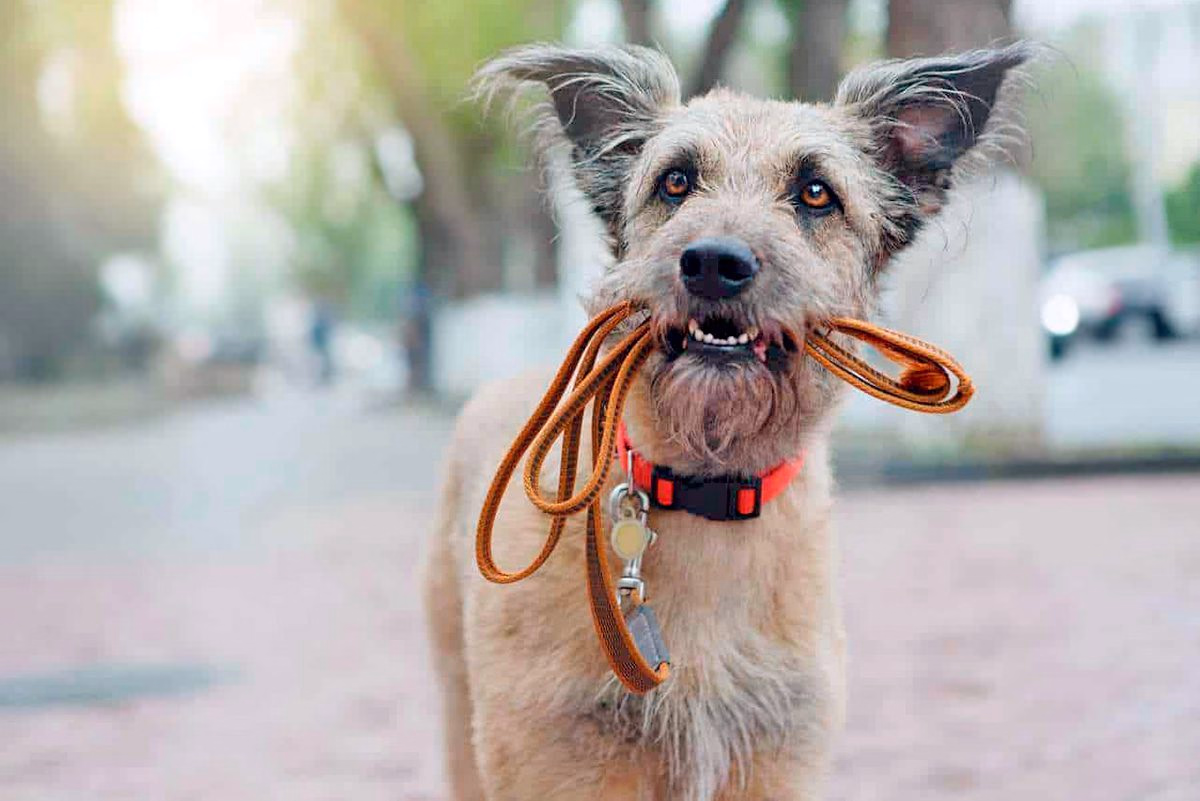 perro tranquilo quiere pasear