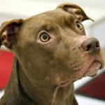 pitbull con hambre