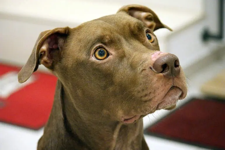 pitbull con hambre