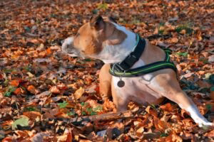 pitbull con picor de culo 696x398