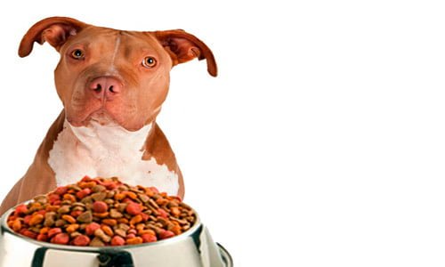 American Pitbull terrier con un bol de comida