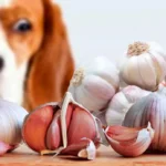 puede un perro comer ajo