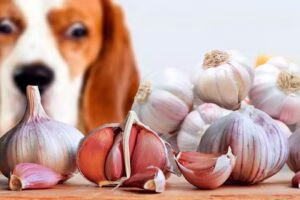 puede un perro comer ajo