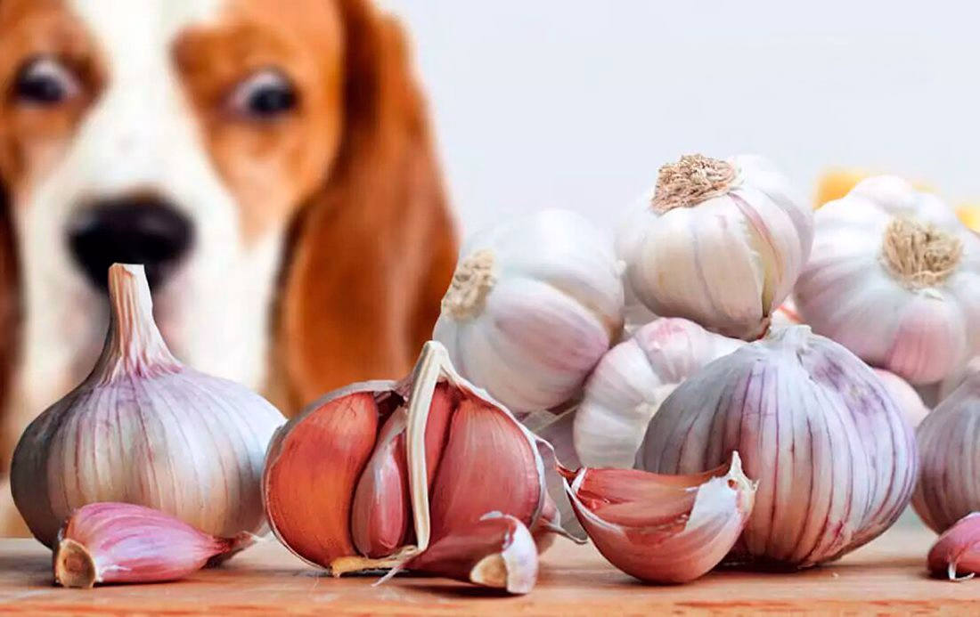 puede un perro comer ajo