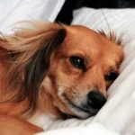 perrita tumbada sobre su cama