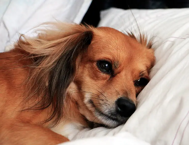 perrita tumbada sobre su cama