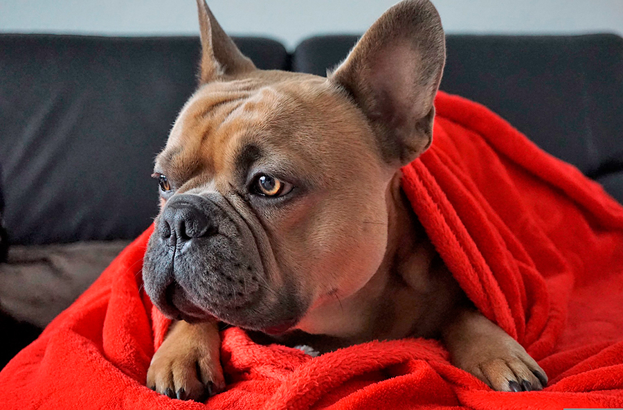 perro calentito en una manta