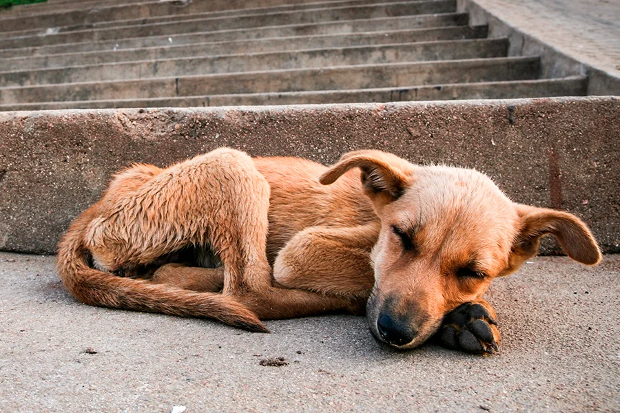 perro callejero sin hogar durmiendo