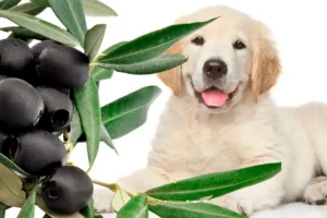 perro esperando para comer aceitunas