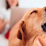perro ladrando cuando escucha a los vecinos