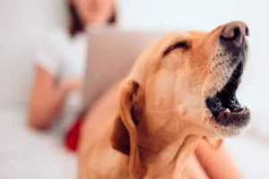 perro ladrando cuando escucha a los vecinos