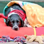 perro tapado con una manta