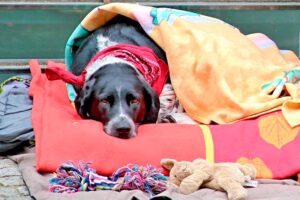 perro tapado con una manta