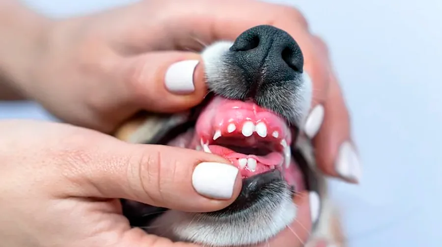 cachorro con dientes de leche