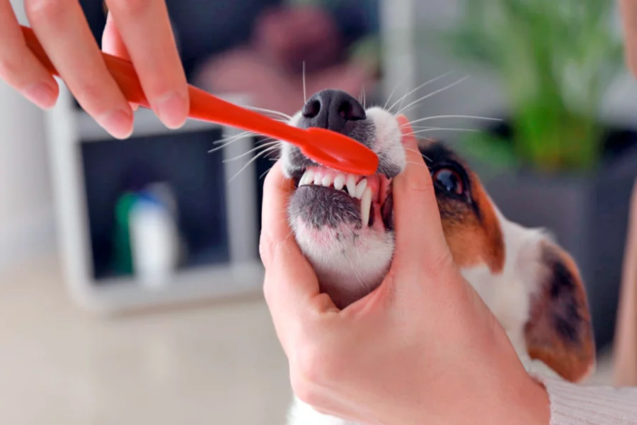 cepillar dientes del perro