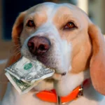 perro ahorrando dinero