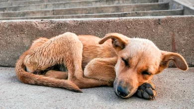 perro callejero sin hogar