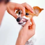 perro mellado