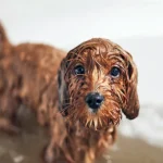 perro mojado