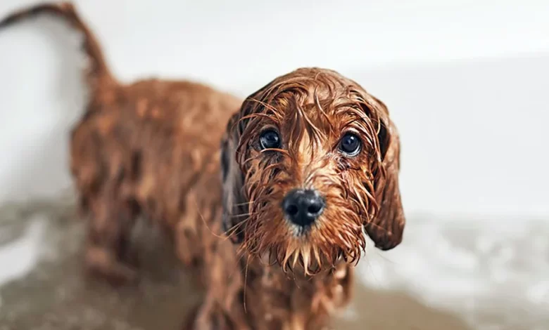 perro mojado