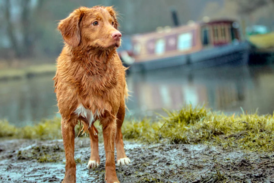 perro mojado bajo la lluvia