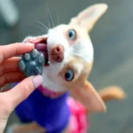 comida casera para perro con pancreatitis