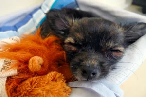 hacer la siestas con mi perro