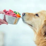 transicion de pienso procesado a comida natural en perros