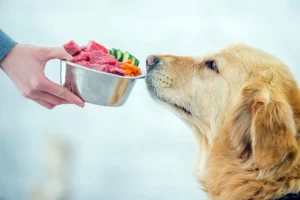 transicion de pienso procesado a comida natural en perros