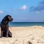 perro en la playa de barcelona